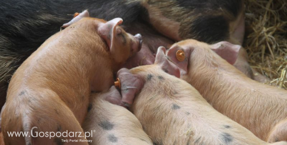 Pogłowie świń w Polsce