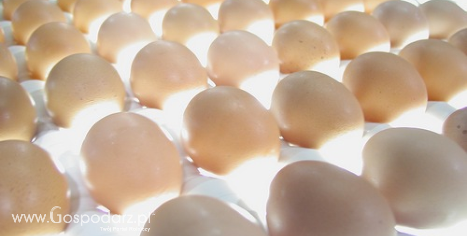Handel jajami i ich przetworami w UE (I-IV 2014)