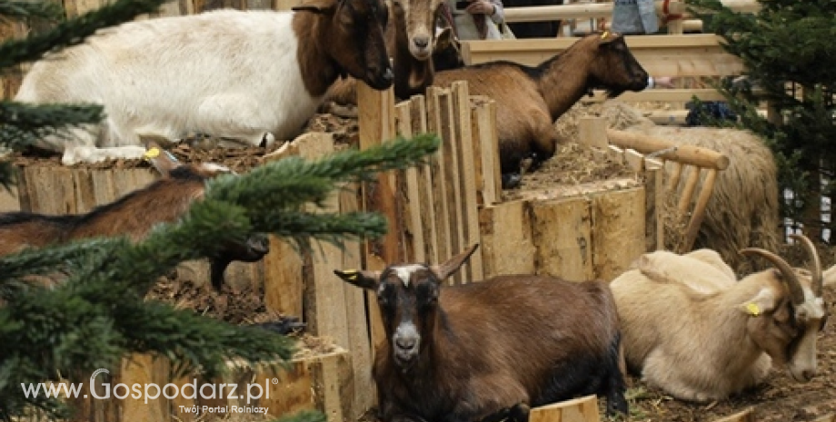 UE: Import mięsa owczego i koziego wzrósł do 158 tys. ton