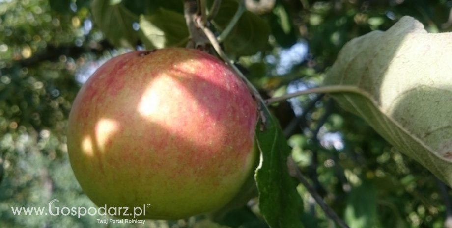Ceny jabłek i gruszek w Polsce (4.04.2017)