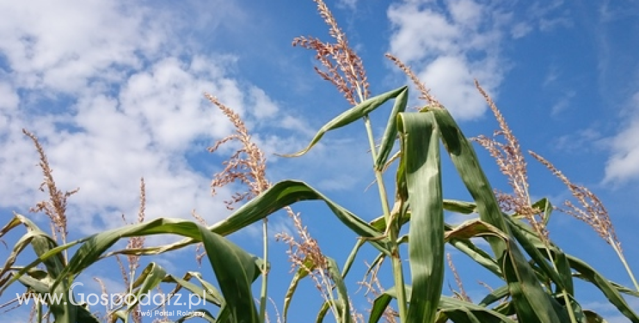 Zapasy globalne kukurydzy powiększą się na koniec tego sezonu - prognoza USDA
