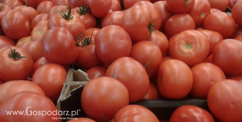 Więcej pomidorów we Francji