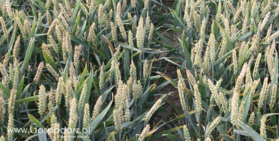 W USA zbiory kukurydzy i soi oraz zasiewy pszenicy ozimej są na ukończeniu