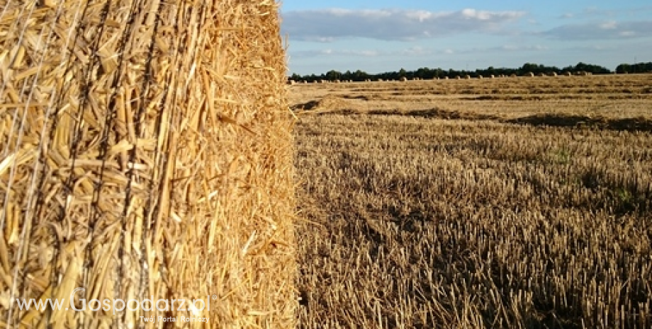 USDA podnosi prognozy zbiorów pszenicy do 733 mln ton