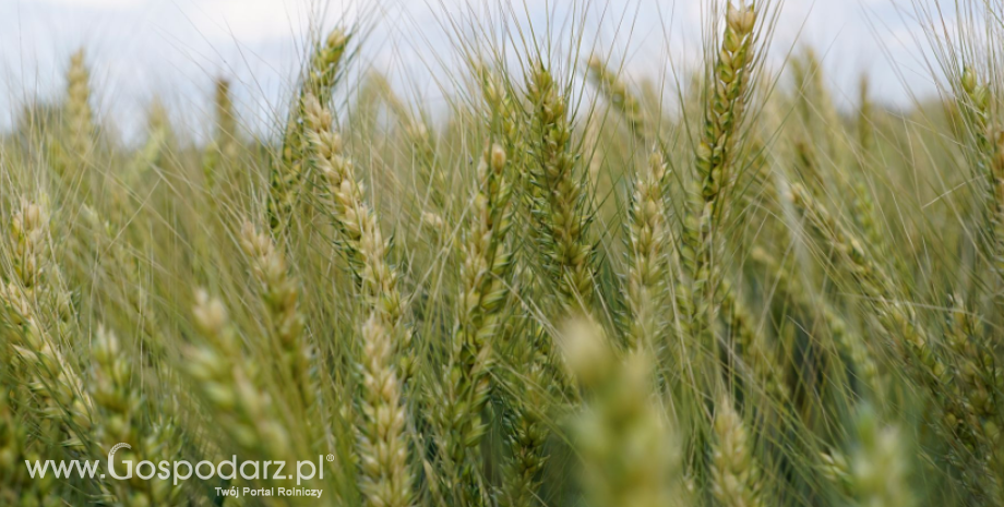 W 2017 r. produkcja pszenicy w krajach basenu Morza Czarnego silnie wzrośnie