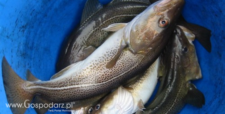 W I kwartale br. połowy ryb z Bałtyku wzrosły do 50,7 tys. ton