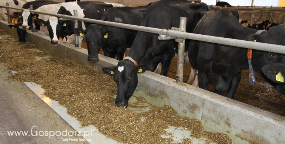 Modernizacja gospodarstw rolnych - rozwój produkcji mleka krowiego