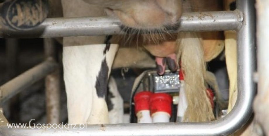 Kara za nadprodukcję mleka może sięgnąć 1 mld zł