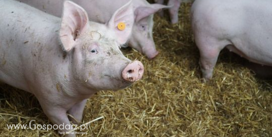 Pogłowie świń według stanu w grudniu 2021 r.