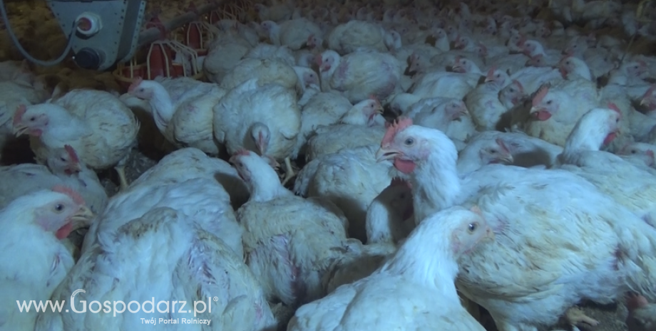 Polska została uznana przez Tajwan za wolną od grypy ptaków