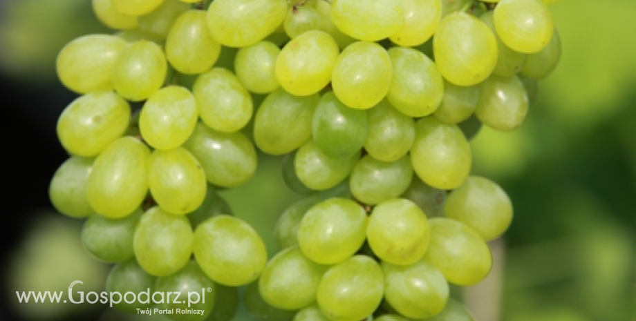 Chile największym światowym eksporterem winogron