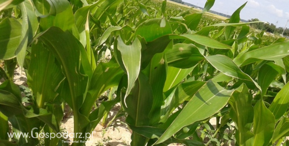 Lepsze prognozy dla zbiorów zbóż na Ukrainie
