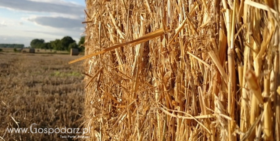 Rynek zbóż w Polsce i na świecie (27.07-02.08.2015)