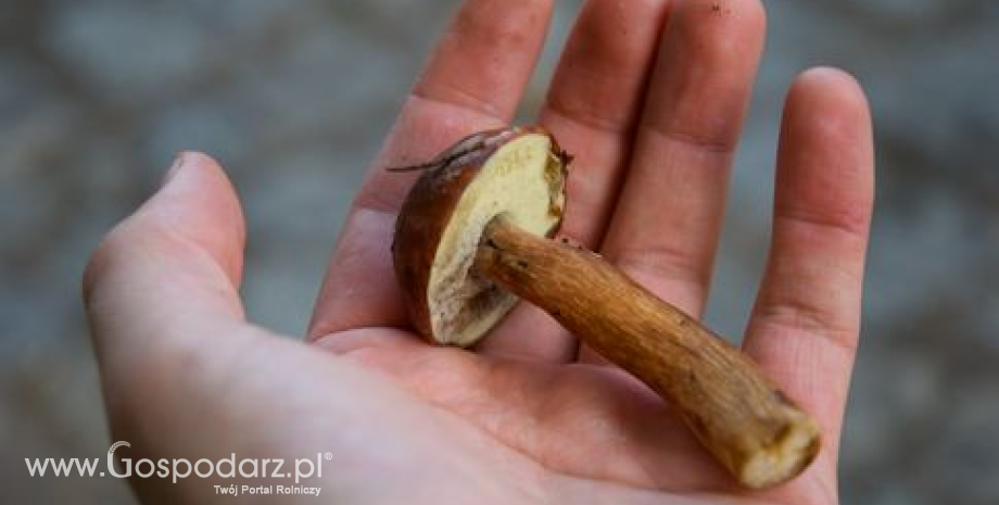 Sezon na grzyby rozpoczęty. Polska eksportuje 20 tys. ton grzybów rocznie