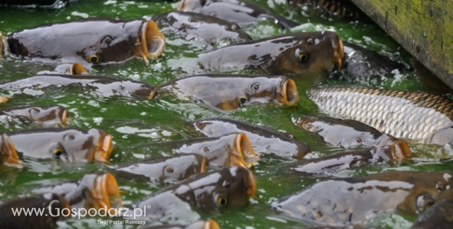 Nie należy pozbawiać hodowców ryb karpiowatych rekompensat wodno-środowiskowych