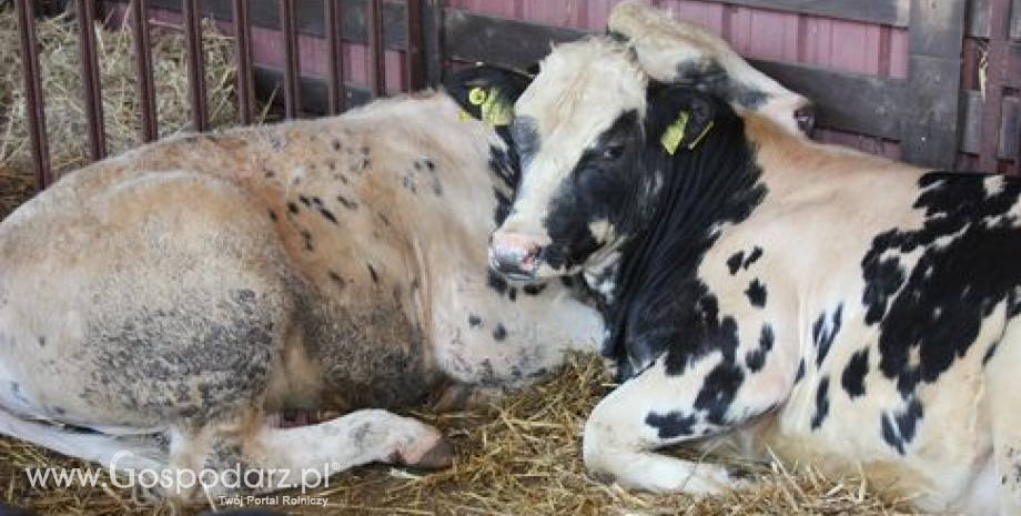 Kolejny przypadek choroby szalonych krów (BSE) w Polsce