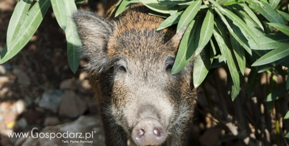 ASF w Polsce. Następne przypadki afrykańskiego pomoru świń w Polsce