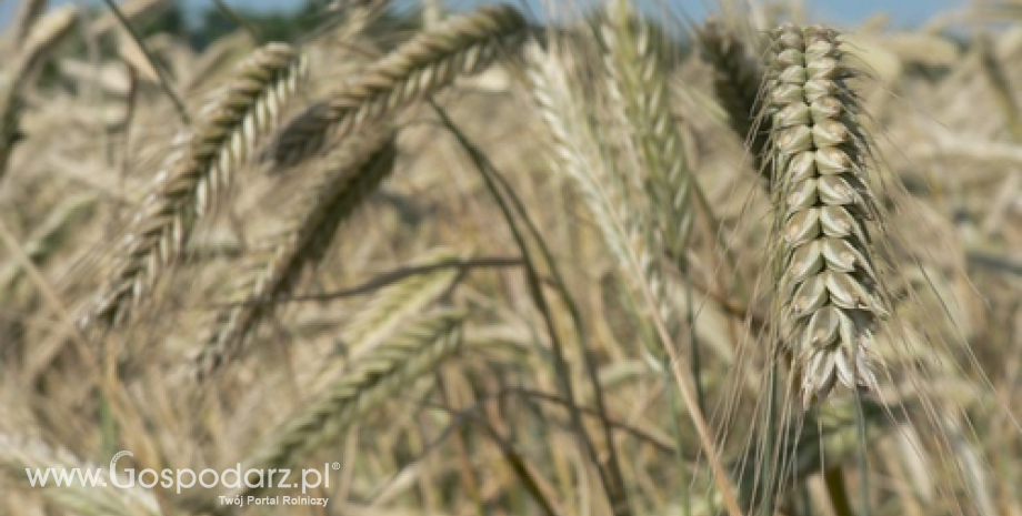 BGŻ: Liberalizacja handlu z Ukrainą nie wpłynie znacząco na rynek zbóż w UE