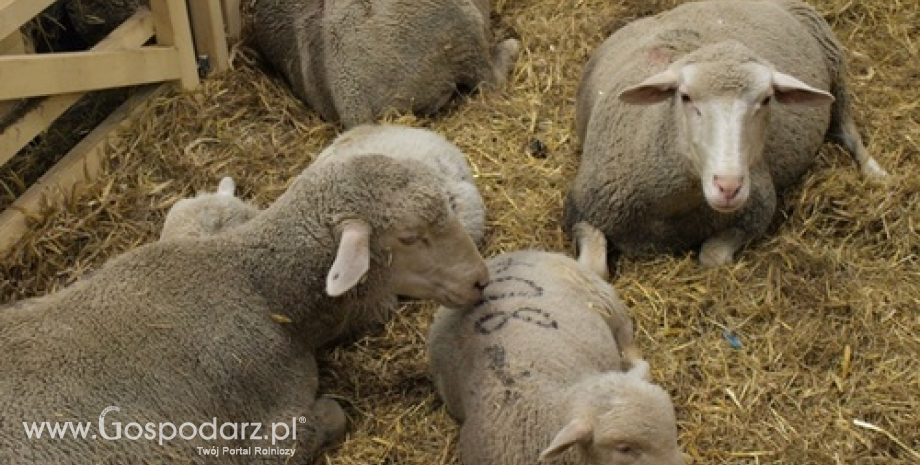 Rynek owiec w 2015 r. Pogłowie wzrosło o prawie 10%