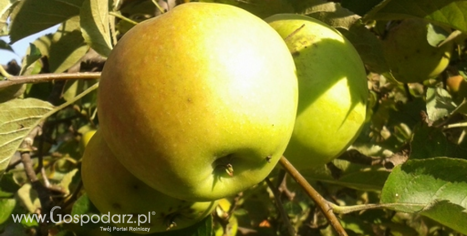 Kanadyjski rynek otwarty dla polskich jabłek