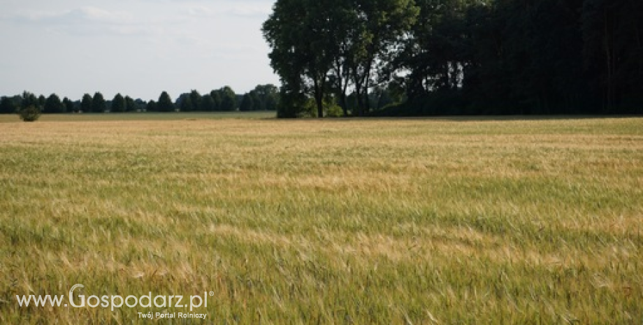 Rynek zbóż w Polsce i na świecie (17.01.2016)