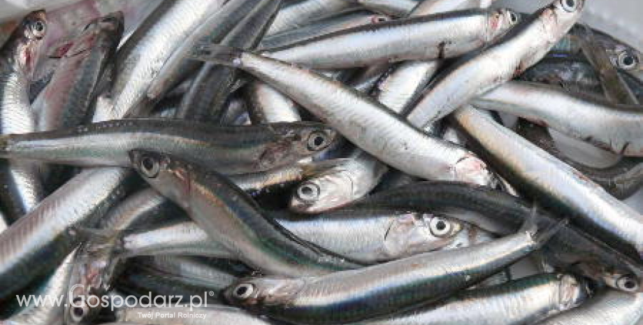 Wyższy eksport ryb z Polski