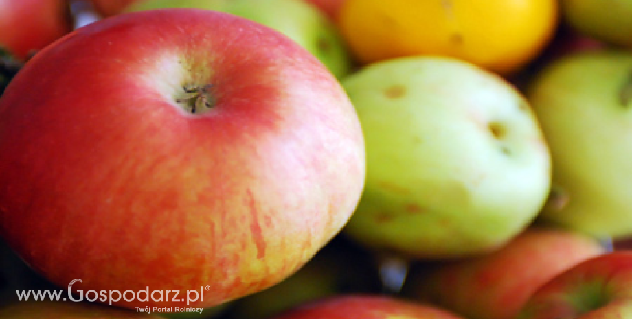 Niższe zbiory jabłek w Chinach