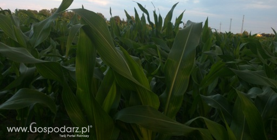 Pszenica na CBoT taniała 14 razy na zamknięciu ostatnich 15 sesji, pszenica i kukurydza na Matif najtańsze od końca lutego (29.05.2014)