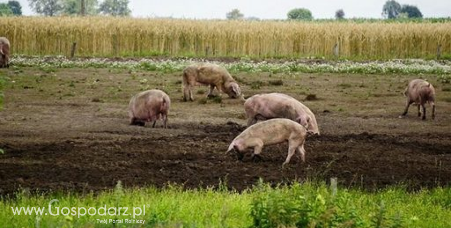 Rynek mięsa w Polsce (31.07.2016)
