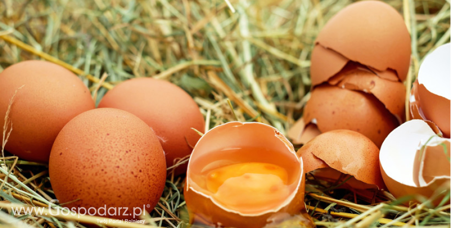 Rynek jaj – nadal wysokie ceny