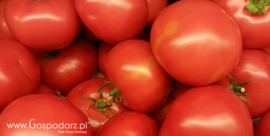Niższy eksport pomidorów z Hiszpanii
