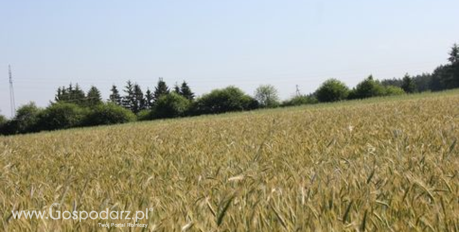 Ceny zbóż w kraju i portach (9.10.2013)