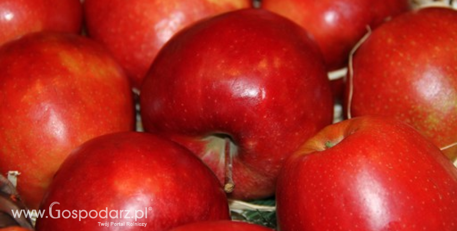 Rekordowe zapasy jabłek w krajach UE