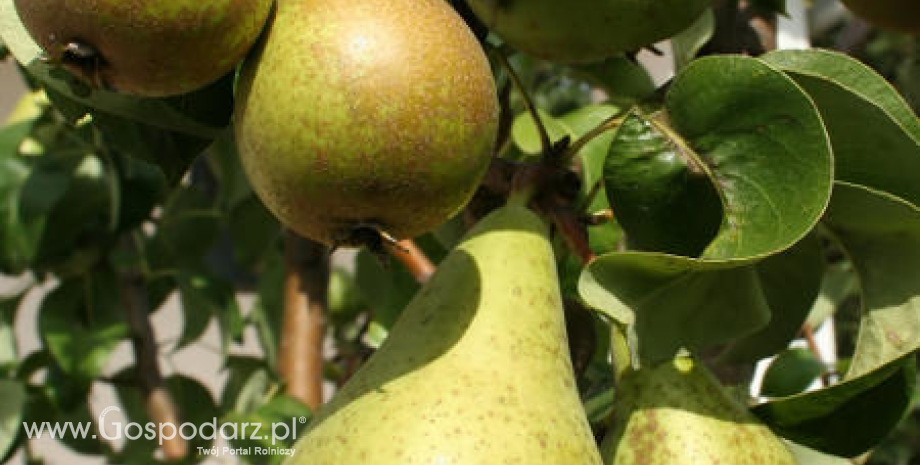 Prognozy zbiorów jabłek i gruszek