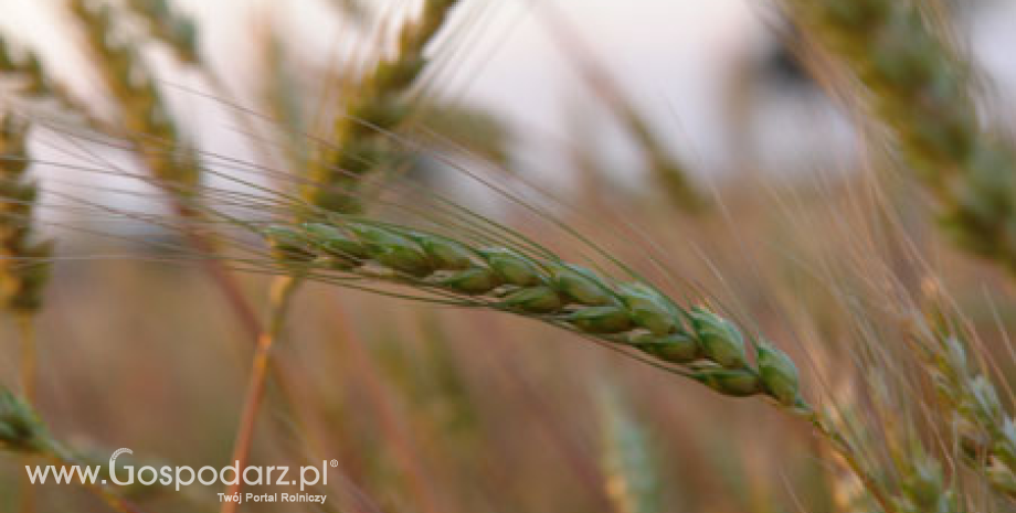 Prognoza produkcji zbóż w Polsce