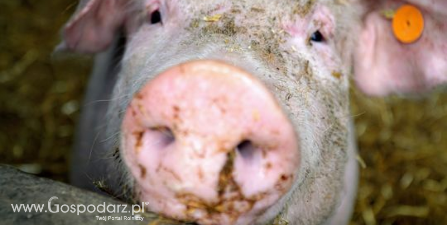 Komunikat Głównego Lekarza Weterynarii dotyczący 5 ogniska afrykańskiego pomoru świń (ASF) u świń w 2022 r.