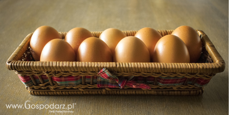 Wzrost eksportu jaj i przetworów jajecznych z Polski