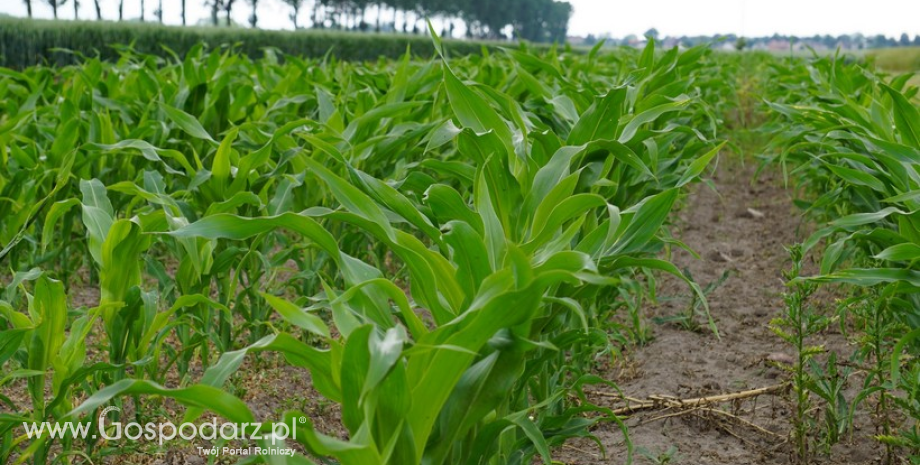 Notowania zbóż i oleistych. Kukurydza w górę. Taniały kontrakty na pszenicę i kompleks sojowy (13.06.2016)