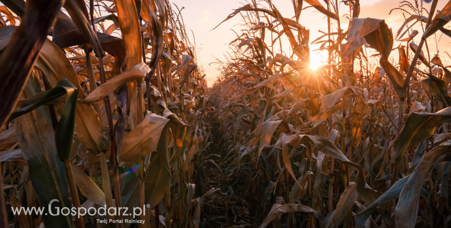Dopłaty do mokrej kukurydzy – wciąż można składać wnioski