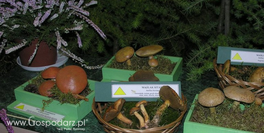 Wystawa grzybów w centrum Warszawy