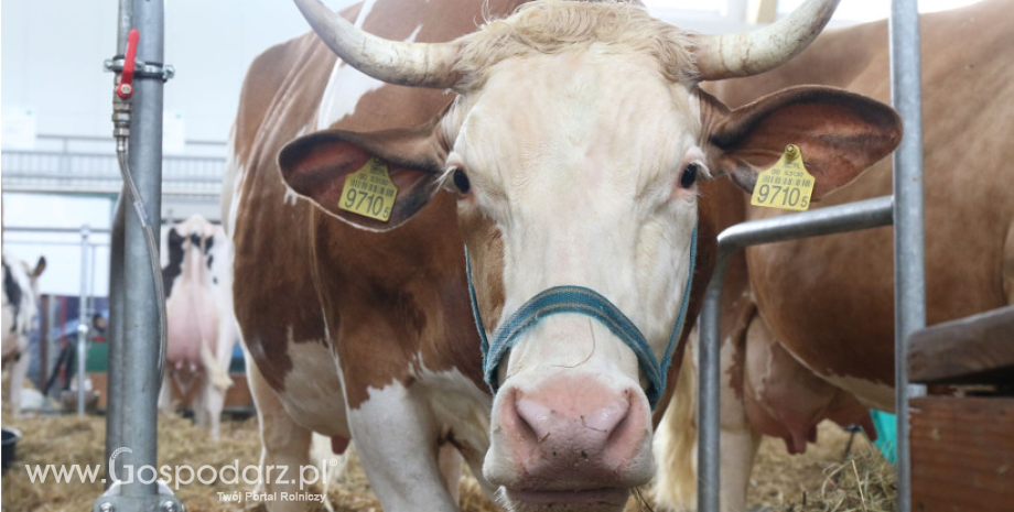 Zwalczanie chorób bydła – nowe programy dobrowolne