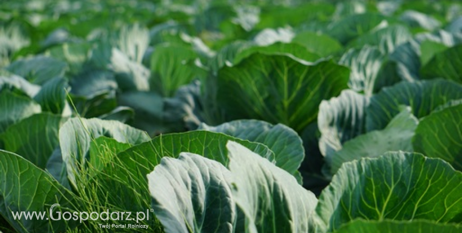 Warzywa z upraw polowych są gorszej jakości ze względu na susze