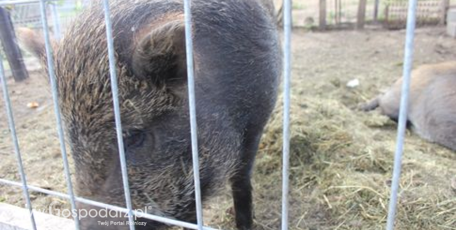 Dziewiętnasty przypadek afrykańskiego pomoru świń w Polsce