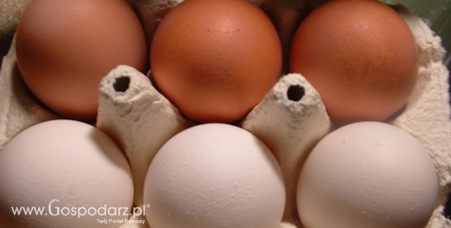Dalszy spadek cen jaj w Unii Europejskiej (marzec 2013)