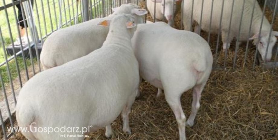 Czempiony i wiceczempiony owiec XIV Regionalnej Wystawy Zwierząt Hodowlanych w Minikowie
