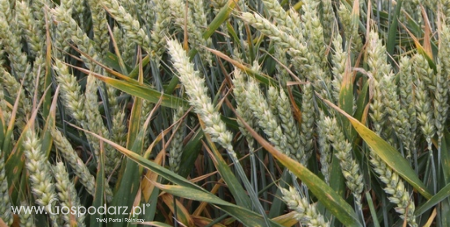 El Nino nagatywnie oddziałuje na uprawy pszenicy