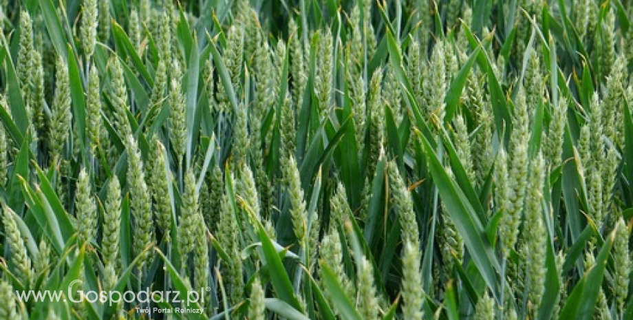 USDA: Uniijne zapasy pszenicy wzrosną do 19 mln ton