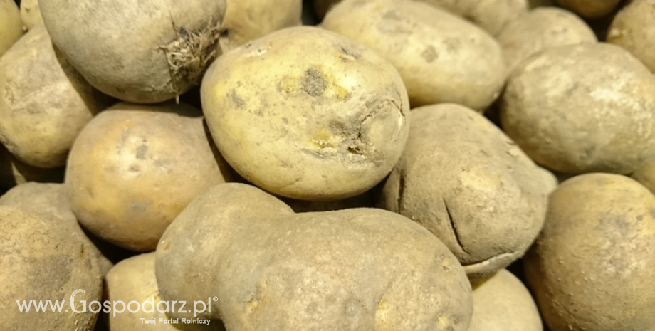 Ceny ziemniaków w Polsce (12.12.2021)
