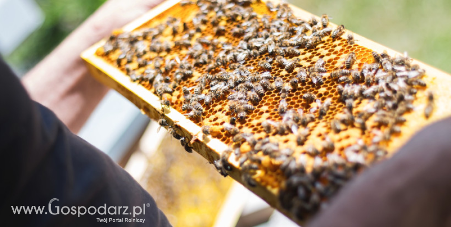 Wsparcie do przezimowanych rodzin pszczelich – 50 zł do jednego pnia, nabór trwa