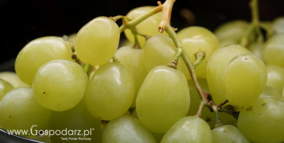 Ponad 90% winogron w UE zbieranych jest w trzech krajach